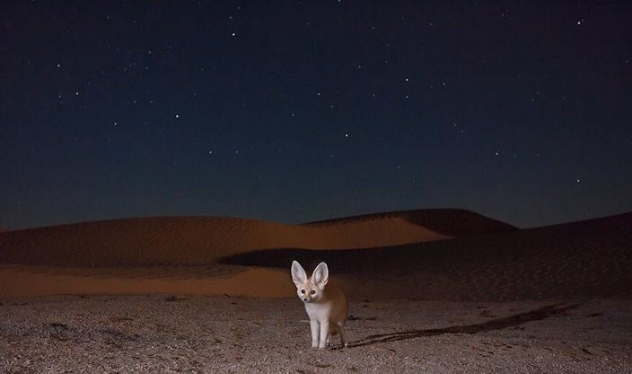 Desert fox