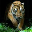 SAVE OUR TIGERS