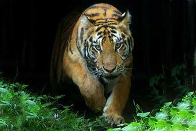 SAVE OUR TIGERS