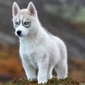 белый и пушистый