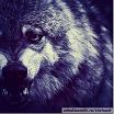 zloy volk