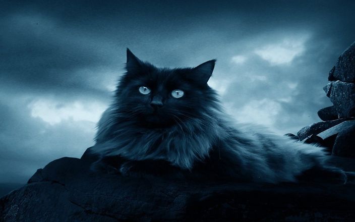 Член всему голова