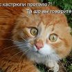 киса